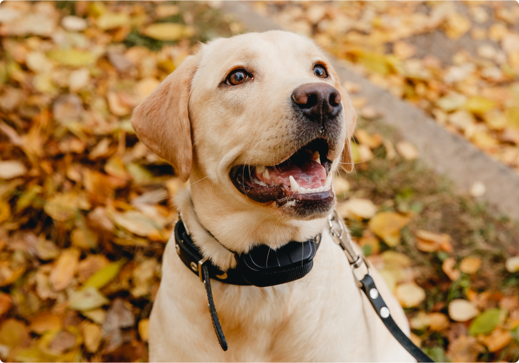 yellow lab